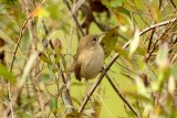 House wren