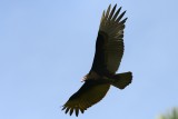 Turkey Vulture