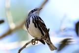 Black and White warbler.jpg