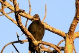 Black vulture