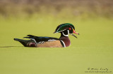 Wood duck in duckweed