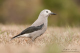 Clarks nutcracker