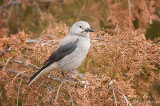 Clarks Nutcracker in Cedar tree