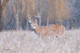 Buck in the field