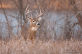 Whitetail Buck near a lake