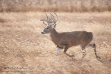 Field grass trot