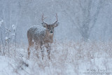 Buck in wintery mix