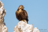 Rough Legged Hawk (dark morph)