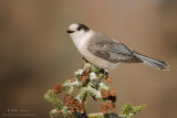 Gray Jay up on snowy pine