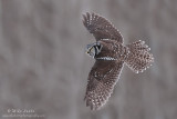 Northern Hawk Owl banking