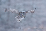 Great Gray owl flys down through snow