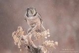 Northern Hawk Owl portrait on perch