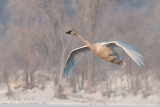 Trumpeter swan in winter scenics