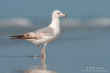 Ring Billed gull on beach