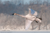 Trumpeter Swan in flight 