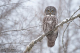 Great Gray owl