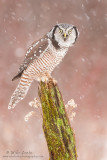 Northern Hawk Owl on green mossy perch