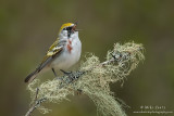 Chestnut-sided warbler 
