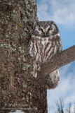 Boreal Owl blue sky