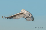 Snowy Owl Flamenco