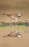 Killdeer