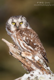 Boreal Owl hunting near wood pile