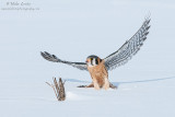 Kestral jumps off snow