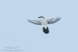 Northern Shrike hovering