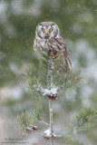 Boreal Owl in snowfall
