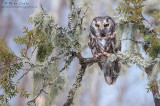 Boreal Owl in boreal habitat