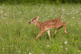 Bambi bursts in flowers