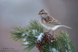 American Tree Sparrow on snowy pines