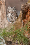 Eastern screech Owl (gray morph)