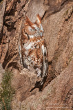 Red morph Eastern-Screech Owl 
