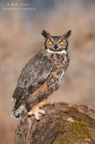 Great Horned Owl