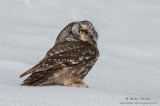 Boreal Owl on snow sheet