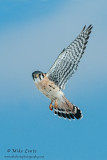 Kestral angelic