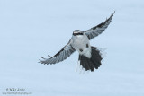 Northern shrike wings wide 