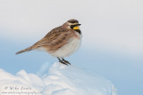 Horned Lark blue winter 