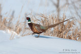 Pheasant struts on snow 