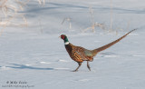 Rooster runs across snow