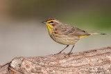 Palm warbler 