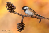 Black-Capped chickadee on pines 