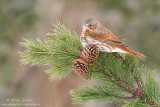 Fox Sparrow 