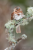 Fox sparrow on lichen covered stick 
