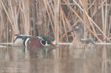 Wood duck couple in snow fall 