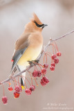 Cedar Waxwing on berries