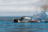 Red breasted merganser displaying