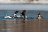 Red breasted Merganser mating display