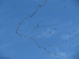 Oies des neiges - Snow Geese